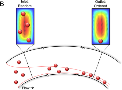 Modeling Inertial Focusing ...