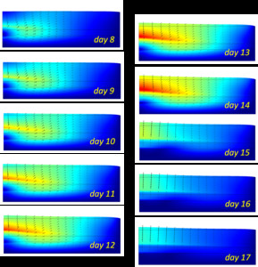 Poroelastic Models of ...