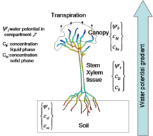 Modeling Phytoremediation ...