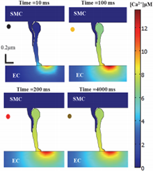 Finite Element Modeling of ...