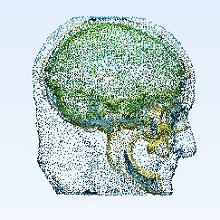 Realistic Human Head Model ...