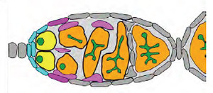 Dynamic Simulation of Bone ...