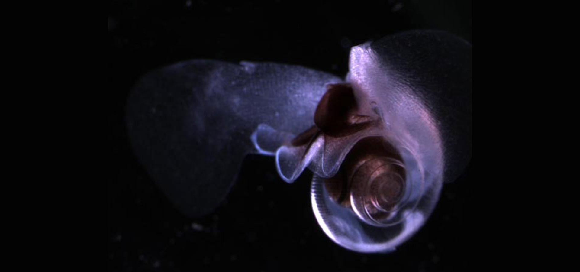 Utrecht University Researches Ocean Acidification with Simulation