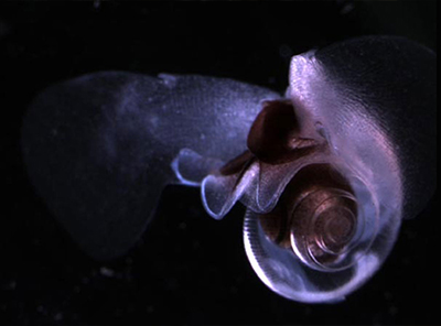 How Decaying Shells Help ...