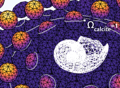 腐烂的贝壳如何帮助维持海洋的碱度